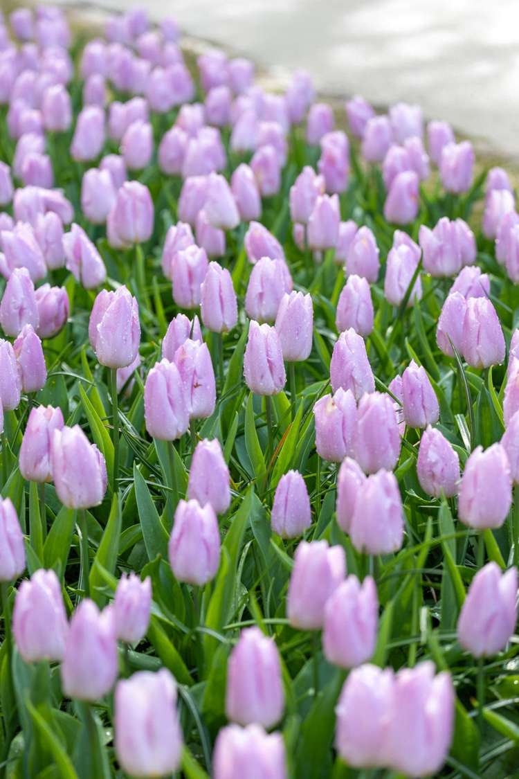 Tulpan 'Candy Prince'